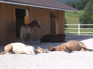 10 critères pour bien aménager un hébergement de chevaux en groupe