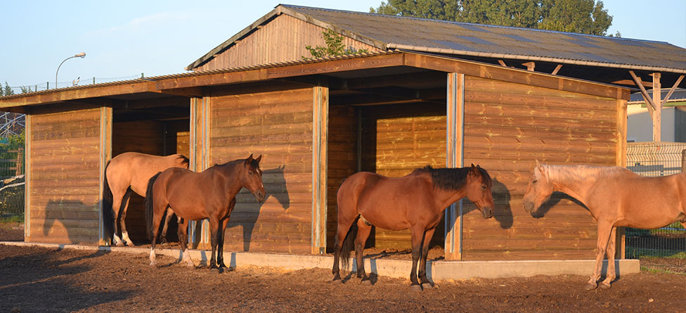 Faut-il vraiment un abri pour votre cheval ?