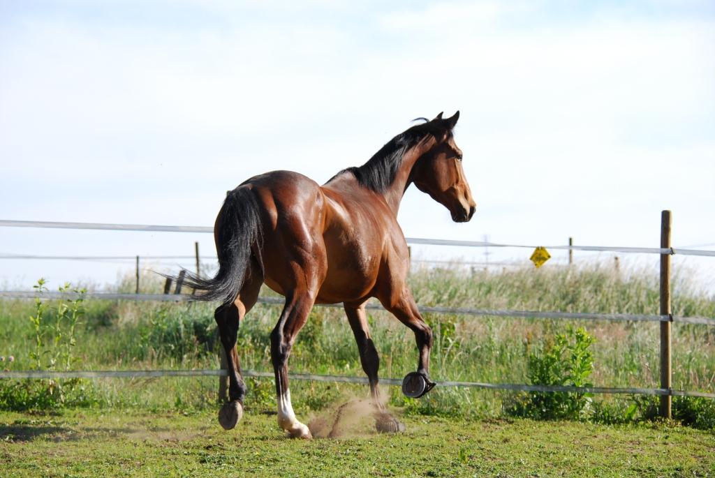 La saison a repris : point sur la sécurité des clôtures de vos chevaux