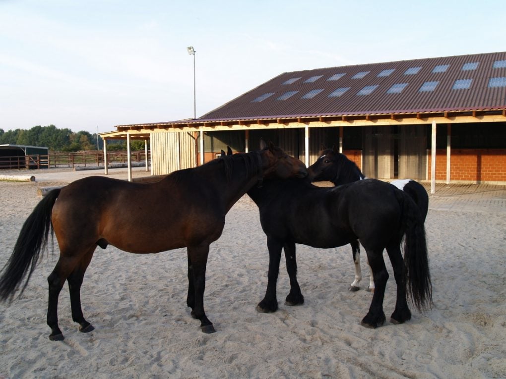 Hébergement des chevaux en groupe