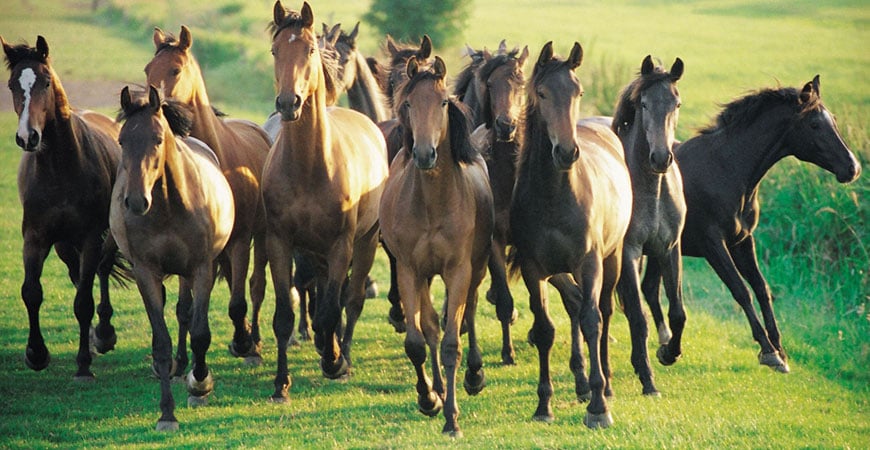 L’hébergement du jeune cheval