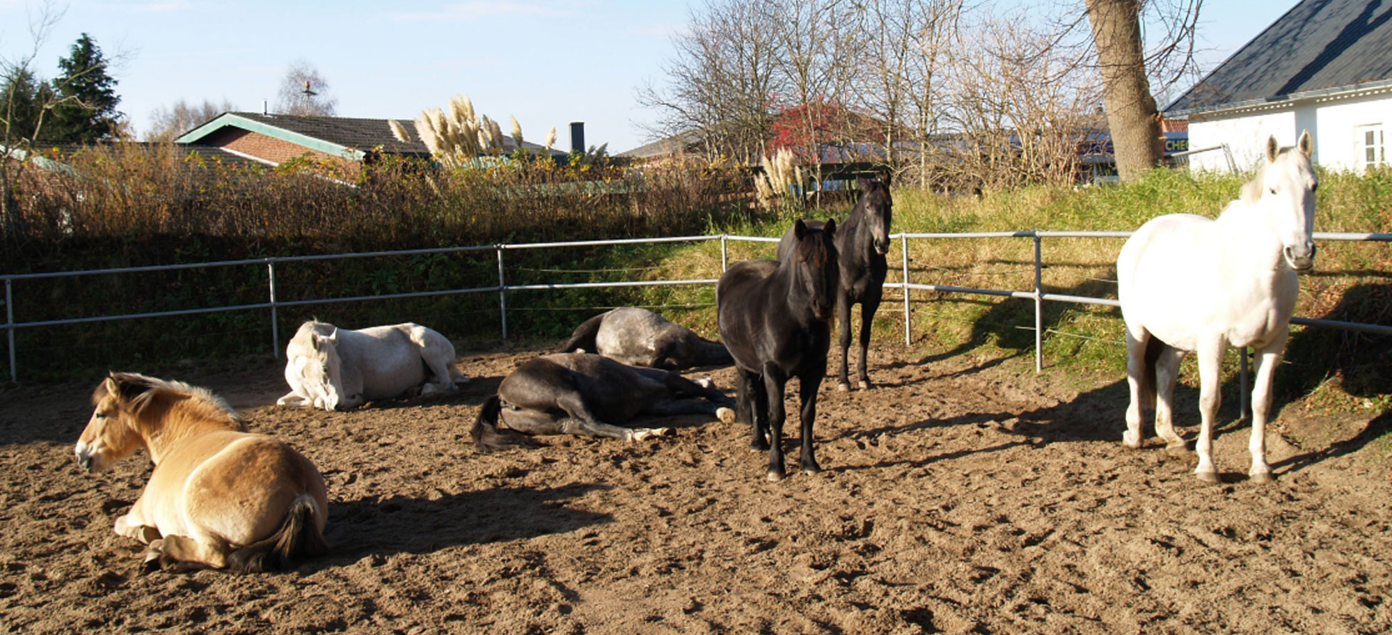 Agencement des parcs et des paddocks