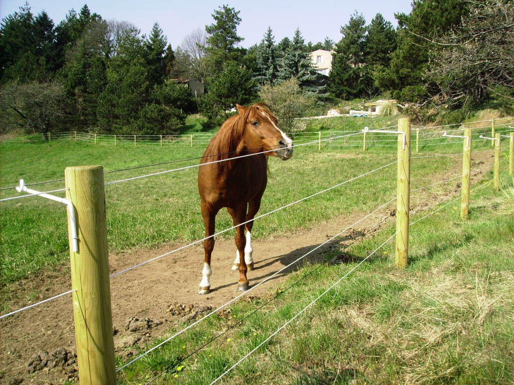 Comment les chevaux perçoivent les clôtures?