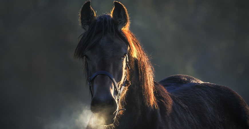 Mon cheval est asthmatique : Quel hébergement choisir ?