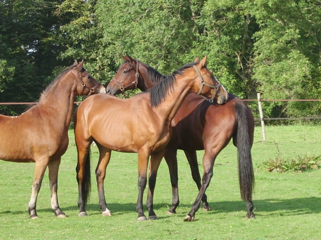 Détention des chevaux en groupe