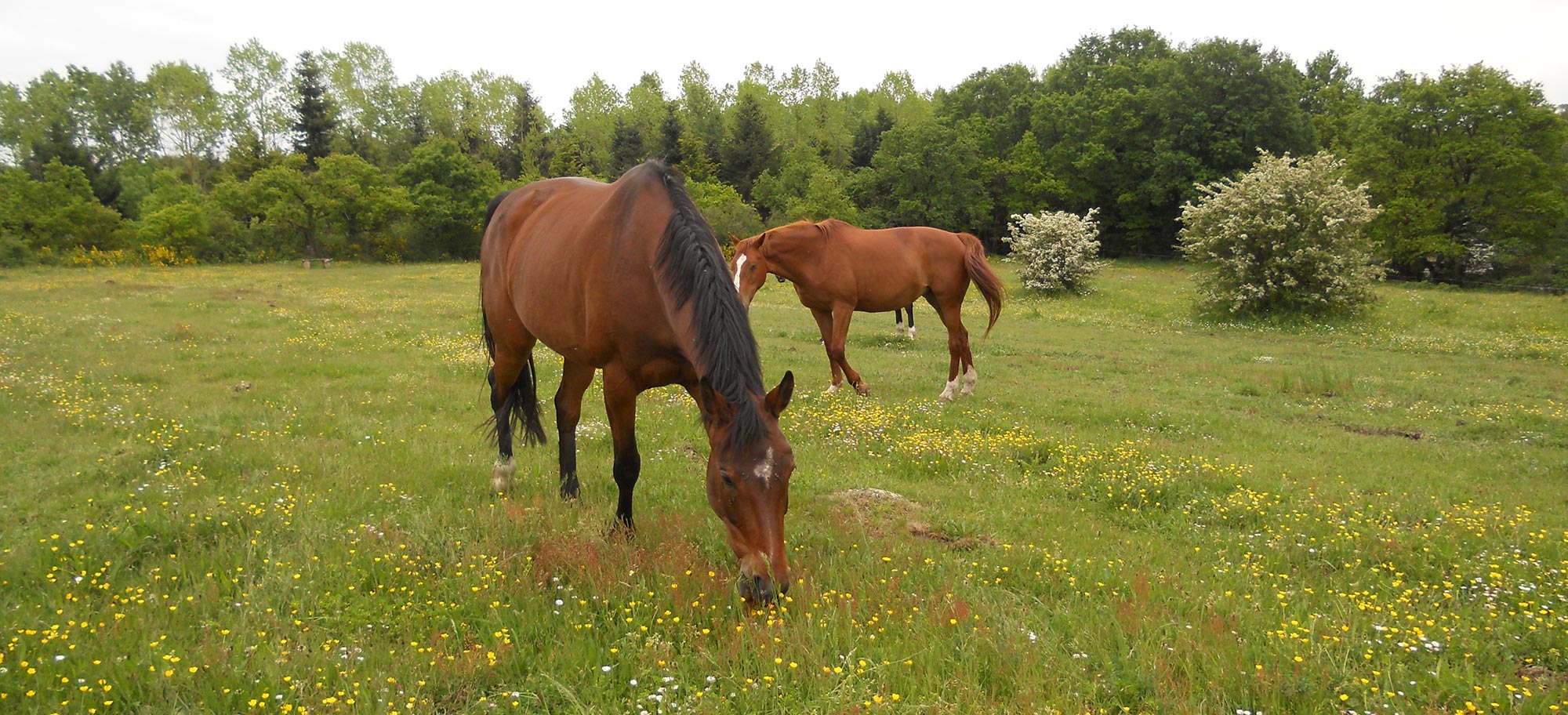 Hébergement des chevaux en groupe : Quelles économies ?