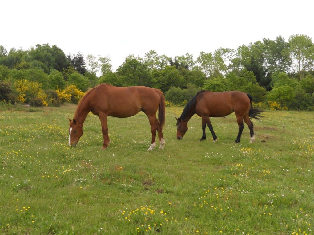 Gestion des prairies