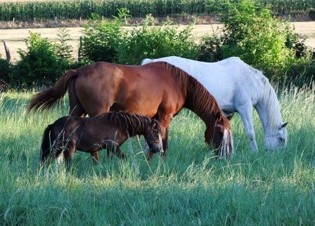 Améliorer le bien-être des chevaux