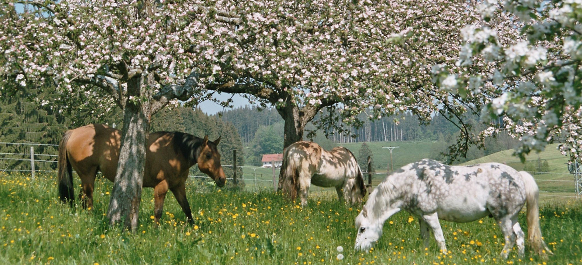 Équipements pour aménager un paddock paradise