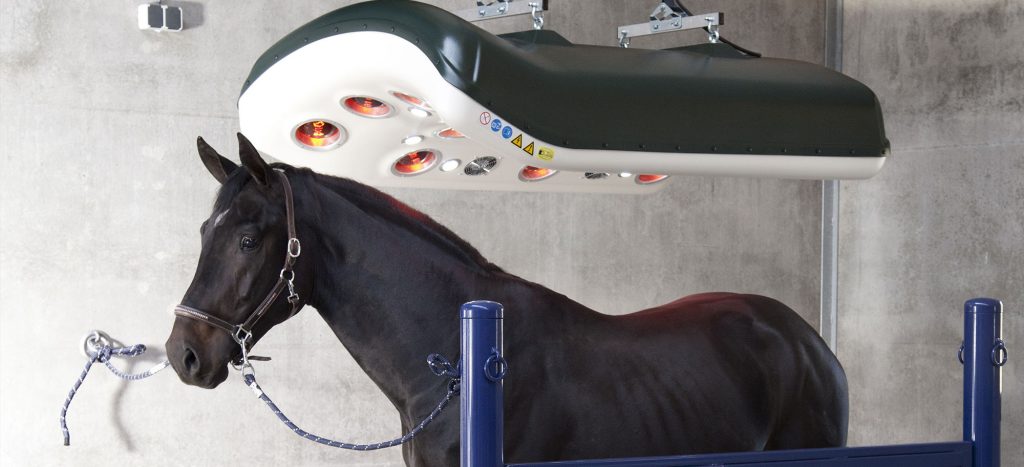 Solarium chevaux : découvrez tous ses bienfaits